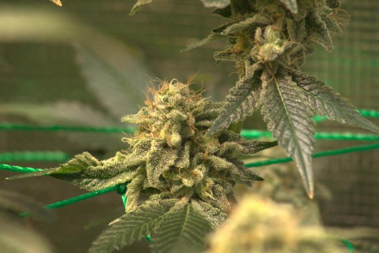 Efficent Autopot Run. Week 15