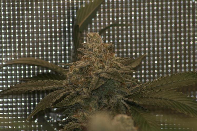 Efficent Autopot Run. Week 15