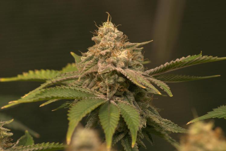 Efficent Autopot Run. Week 15