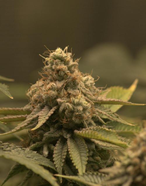 Efficent Autopot Run. Week 15