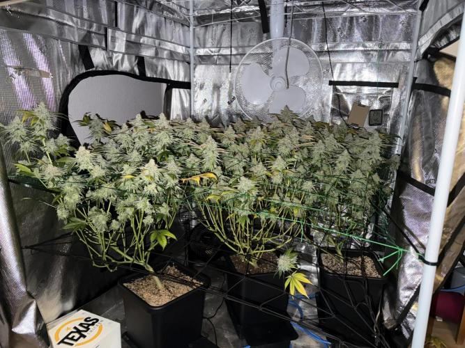 Efficent Autopot Run. Week 16