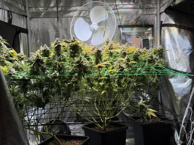 Efficent Autopot Run. Week 16