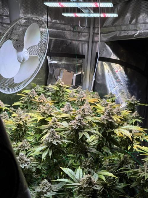 Efficent Autopot Run. Week 16