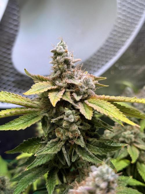 Efficent Autopot Run. Week 16