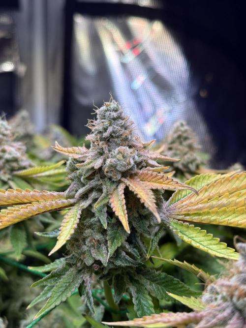 Efficent Autopot Run. Week 16