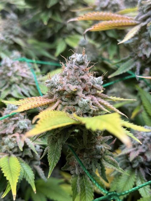 Efficent Autopot Run. Week 16