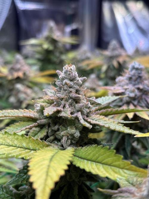 Efficent Autopot Run. Week 16