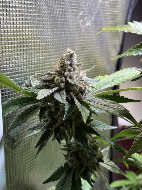 Efficent Autopot Run. Week 16