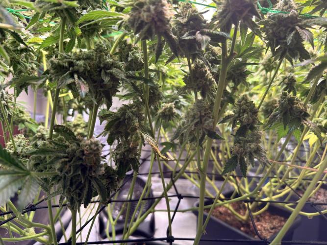 Efficent Autopot Run. Week 16