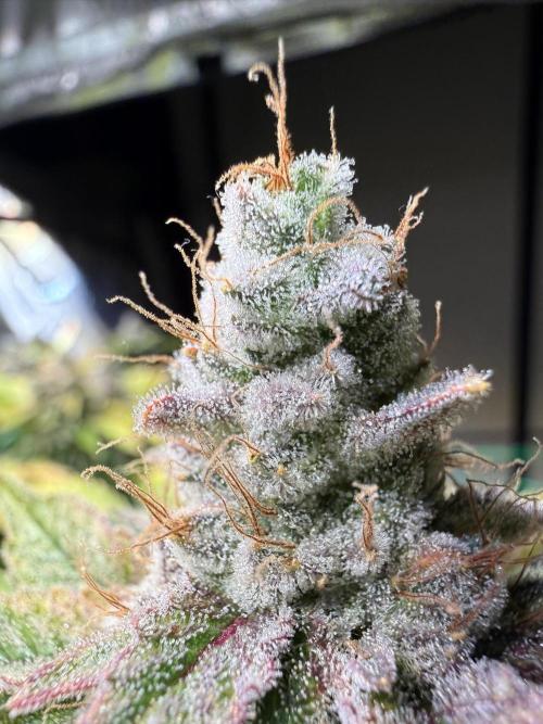 Efficent Autopot Run. Week 16