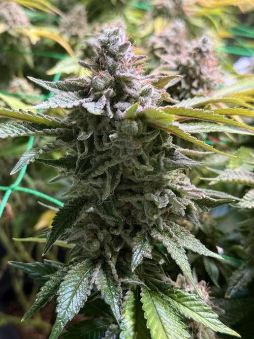 Efficent Autopot Run. Week 16