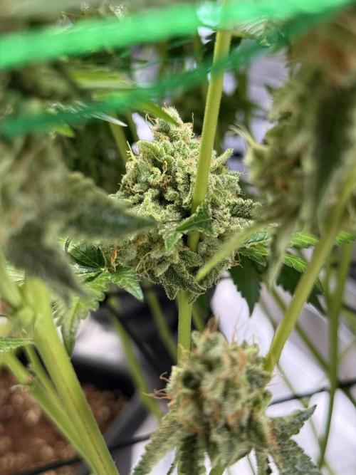 Efficent Autopot Run. Week 16