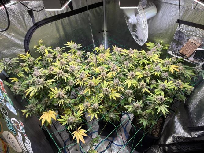 Efficent Autopot Run. Week 16