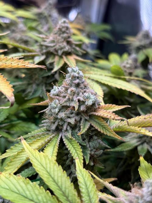 Efficent Autopot Run. Week 17