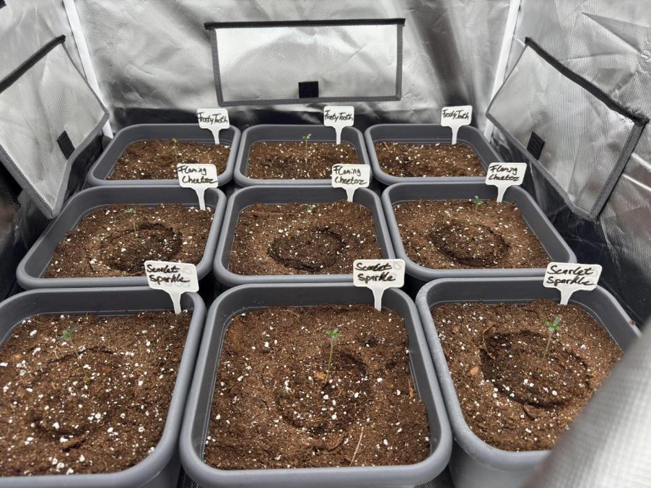 9 Plants I Runtz crosses. Week 1