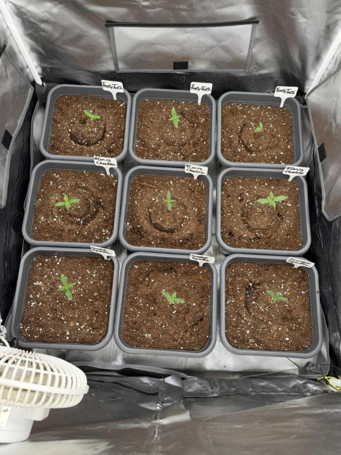 9 Plants I Runtz crosses. Week 2