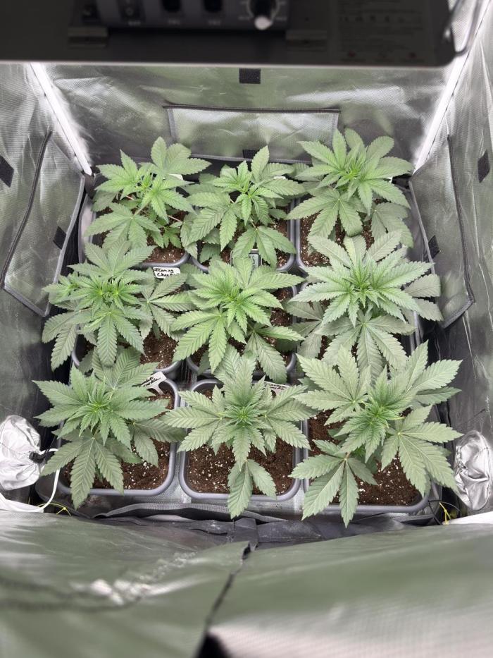 9 Plants I Runtz crosses. Week 4
