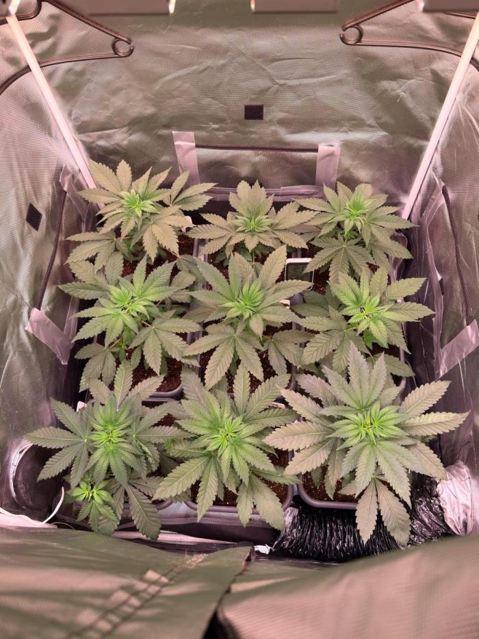 9 Plants I Runtz crosses. Week 5