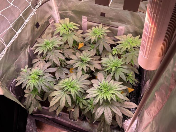 9 Plants I Runtz crosses. Week 6