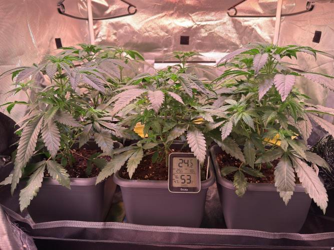 9 Plants I Runtz crosses. Week 6