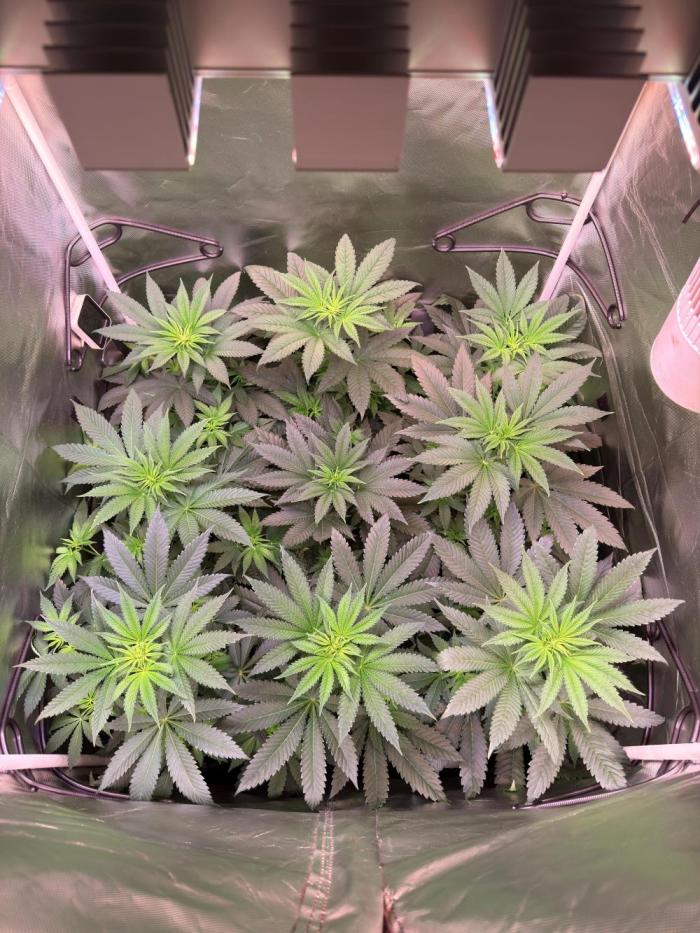 9 Plants I Runtz crosses. Week 7