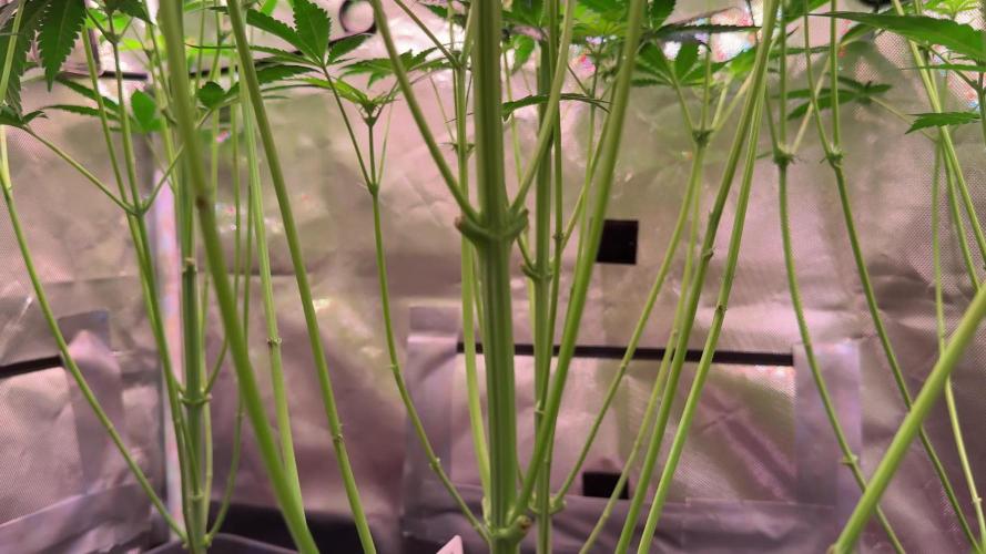 9 Plants I Runtz crosses