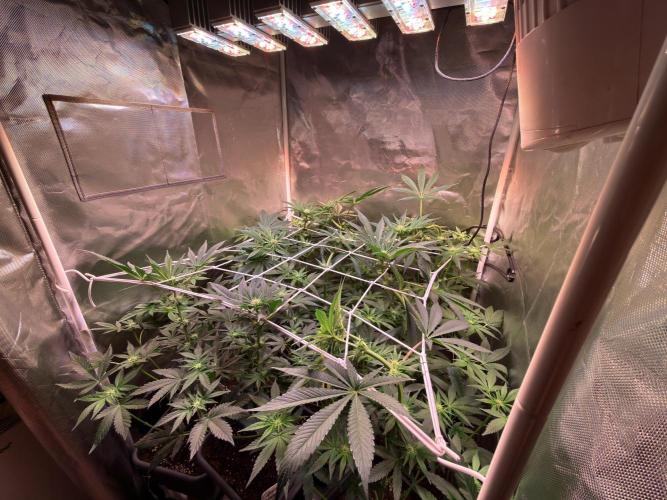 9 Plants I Runtz crosses. Week 8