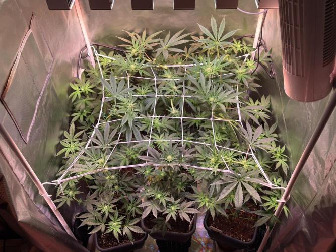 9 Plants I Runtz crosses. Week 8