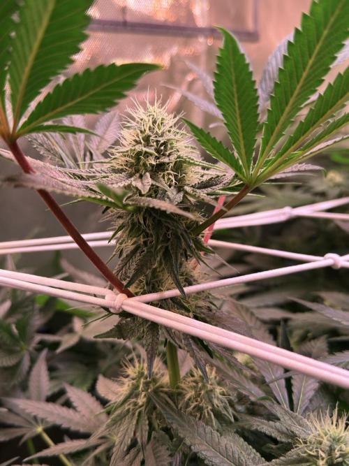 9 Plants I Runtz crosses. Week 9 - Frosty Tooth #2