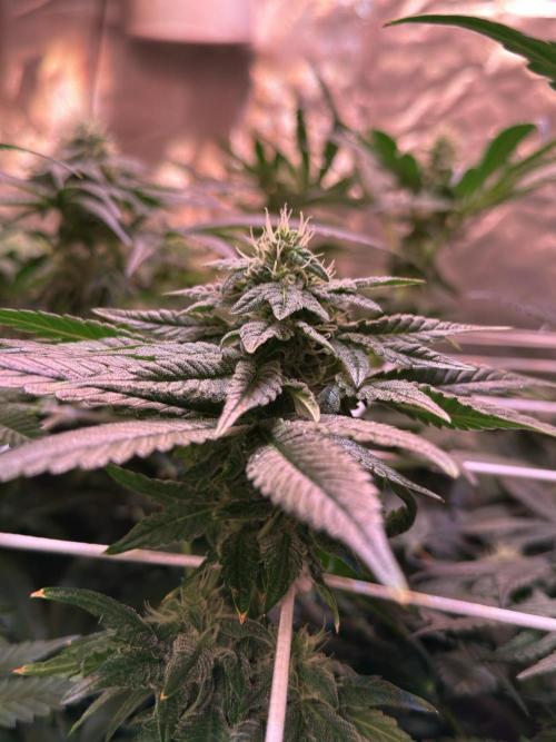 9 Plants I Runtz crosses. Week 9 - Frosty Tooth #3