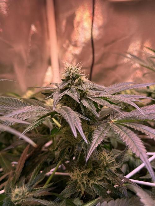 9 Plants I Runtz crosses. Week 9 - Scarlet Sparkle #1