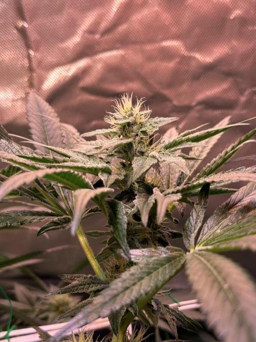 9 Plants I Runtz crosses. Week 9 - Scarlet Sparkle #3