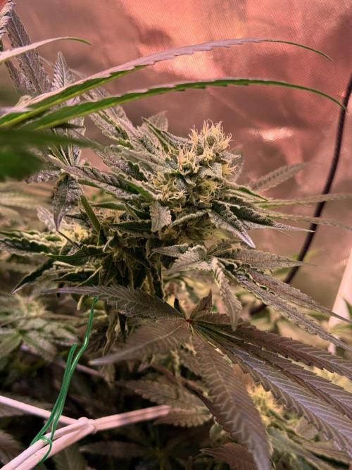 9 Plants I Runtz crosses. Week 9 - Flamin Cheetoz #1