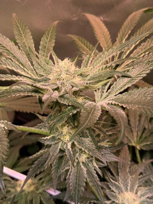 9 Plants I Runtz crosses. Week 9 - Flamin Cheetoz #3