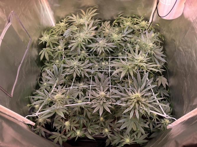 9 Plants I Runtz crosses. Week 9