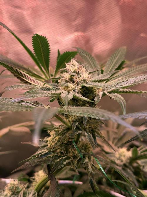 9 Plants I Runtz crosses. Week 9 - Flamin Cheetoz #2