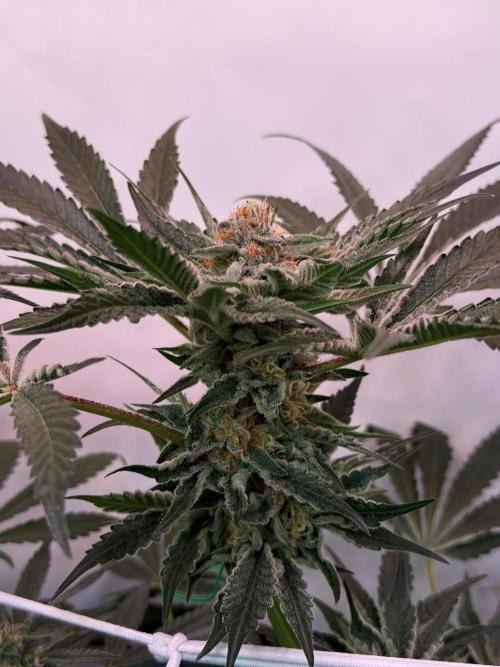 9 Plants I Runtz crosses. Week 10 - Flamin Cheetoz #3