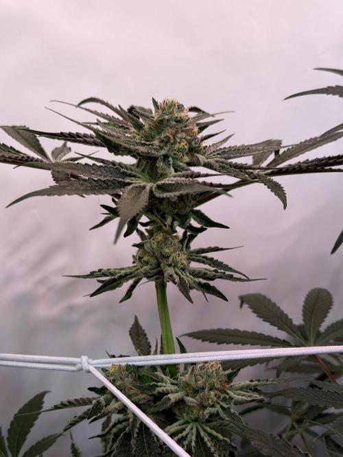 9 Plants I Runtz crosses. Week 10 - Flamin Cheetoz #2