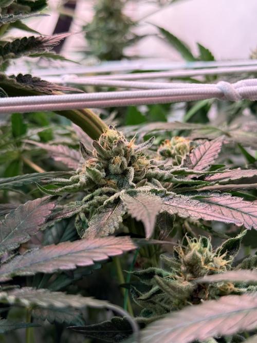 9 Plants I Runtz crosses. Week 10 - Flamin Cheetoz #1 