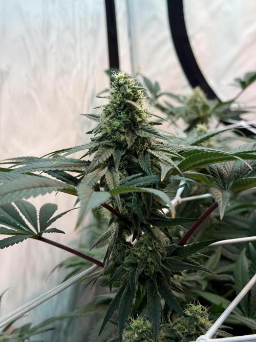 9 Plants I Runtz crosses. Week 10 -  Frosty Tooth #1