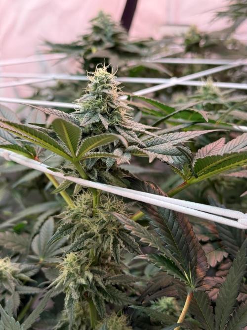 9 Plants I Runtz crosses. Week 10 - Scarlet Sparkle #2