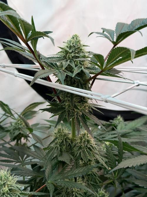 9 Plants I Runtz crosses. Week 10 - Frosty Tooth #2