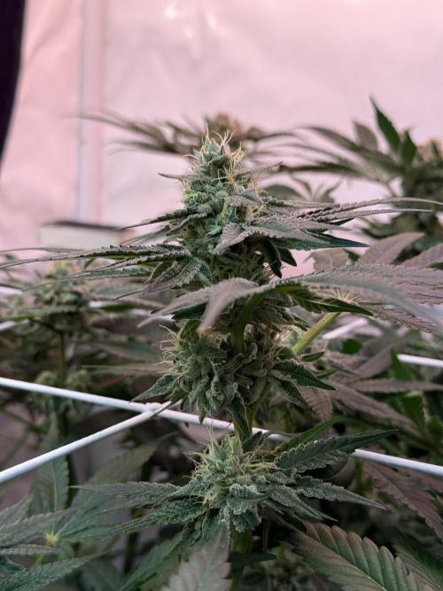 9 Plants I Runtz crosses. Week 10 - Scarlet Sparkle #1