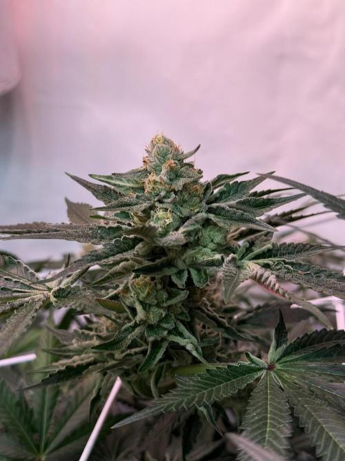 9 Plants I Runtz crosses. Week 10 - Flamin Cheetoz #1