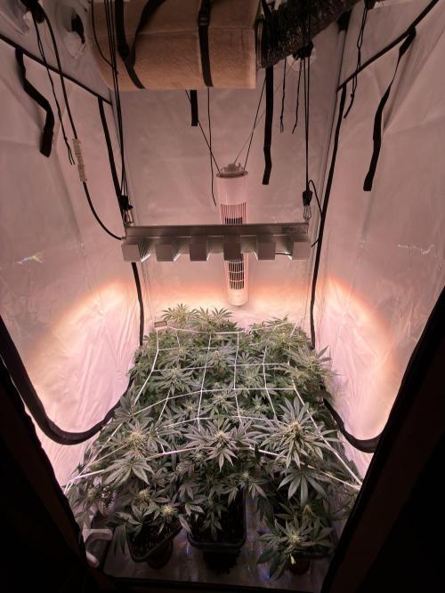 9 Plants I Runtz crosses. Week 10