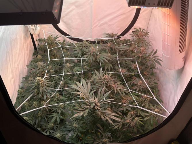 9 Plants I Runtz crosses. Week 11