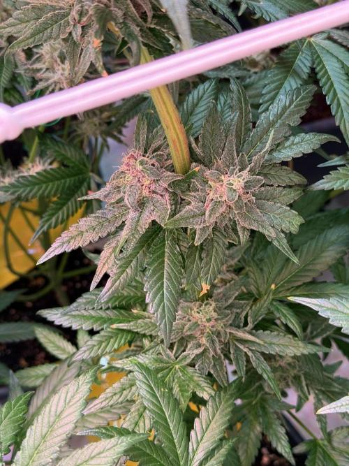 9 Plants I Runtz crosses. Week 11 - Frosty Tooth #3