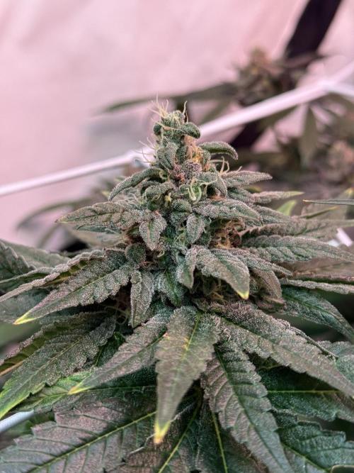 9 Plants I Runtz crosses. Week 11 - Frosty Tooth #3