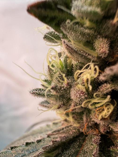 9 Plants I Runtz crosses. Week 11 - Frosty Tooth #1