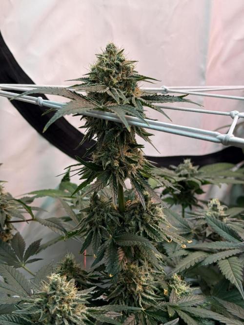 9 Plants I Runtz crosses. Week 11 - Frosty Tooth #2